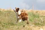 BORDER COLLIE 684